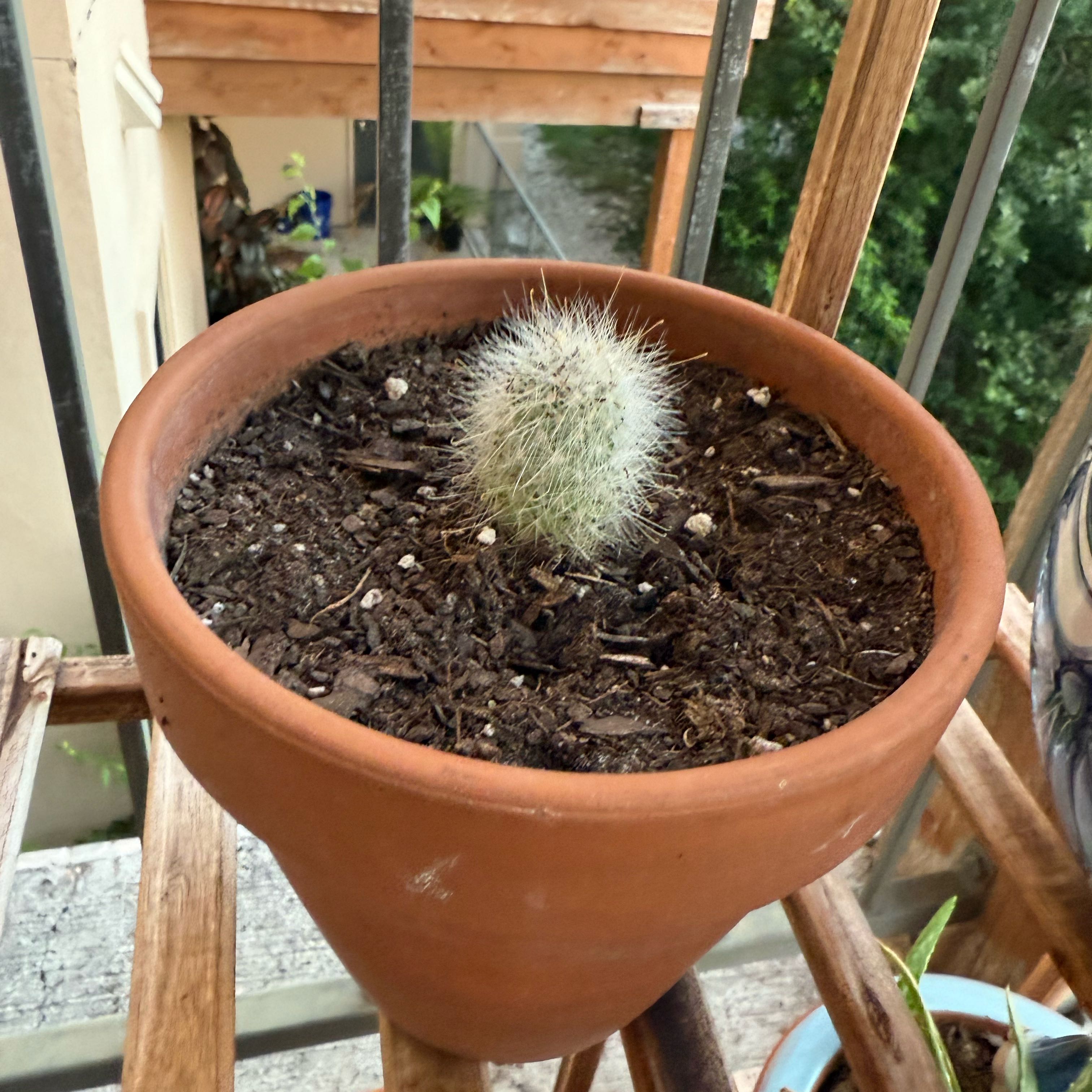 Photo of the plant species Mammillaria senilis by @LovablyLime69 named Emerson on Greg, the plant care app