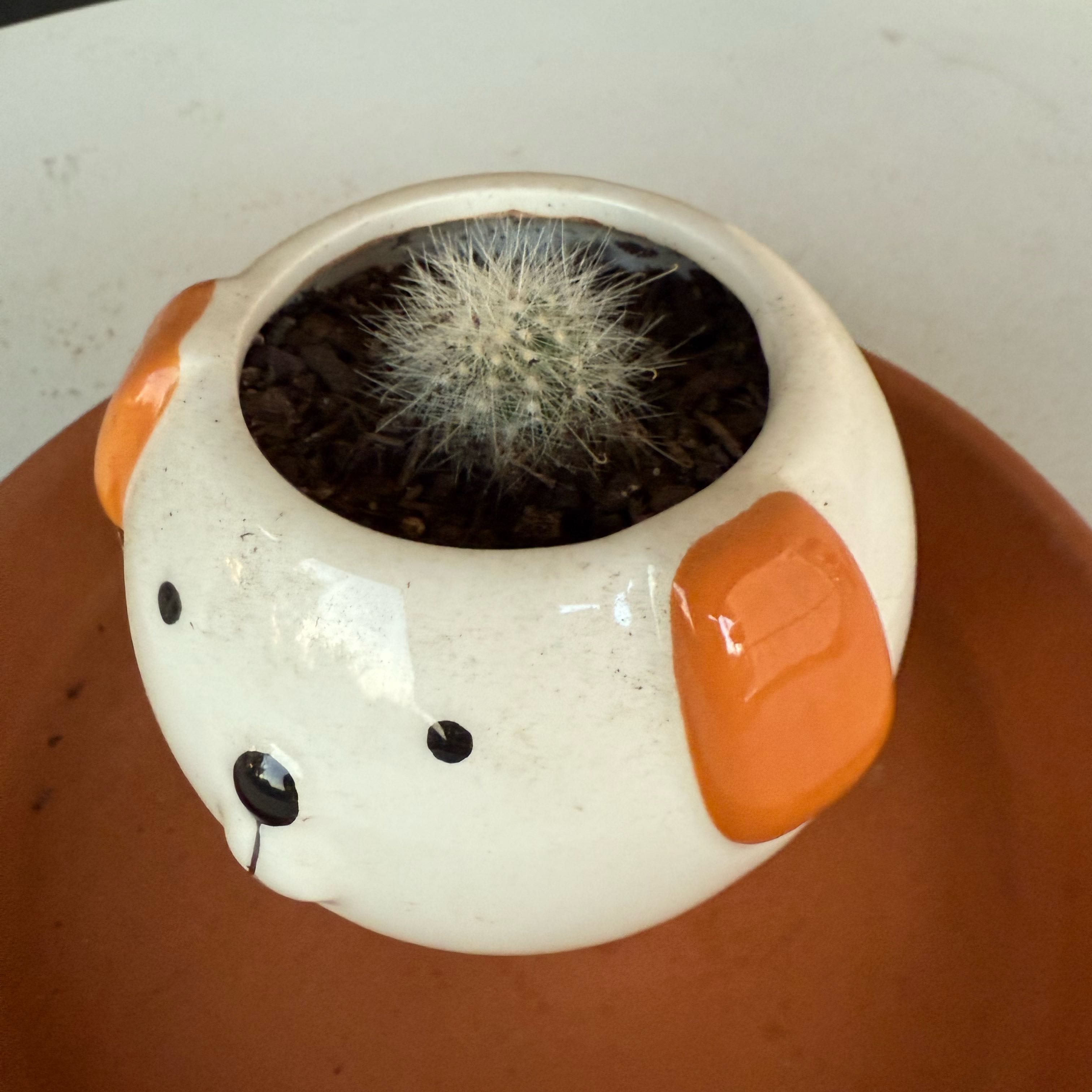 Photo of the plant species Mammillaria senilis by @LovablyLime69 named Terra on Greg, the plant care app