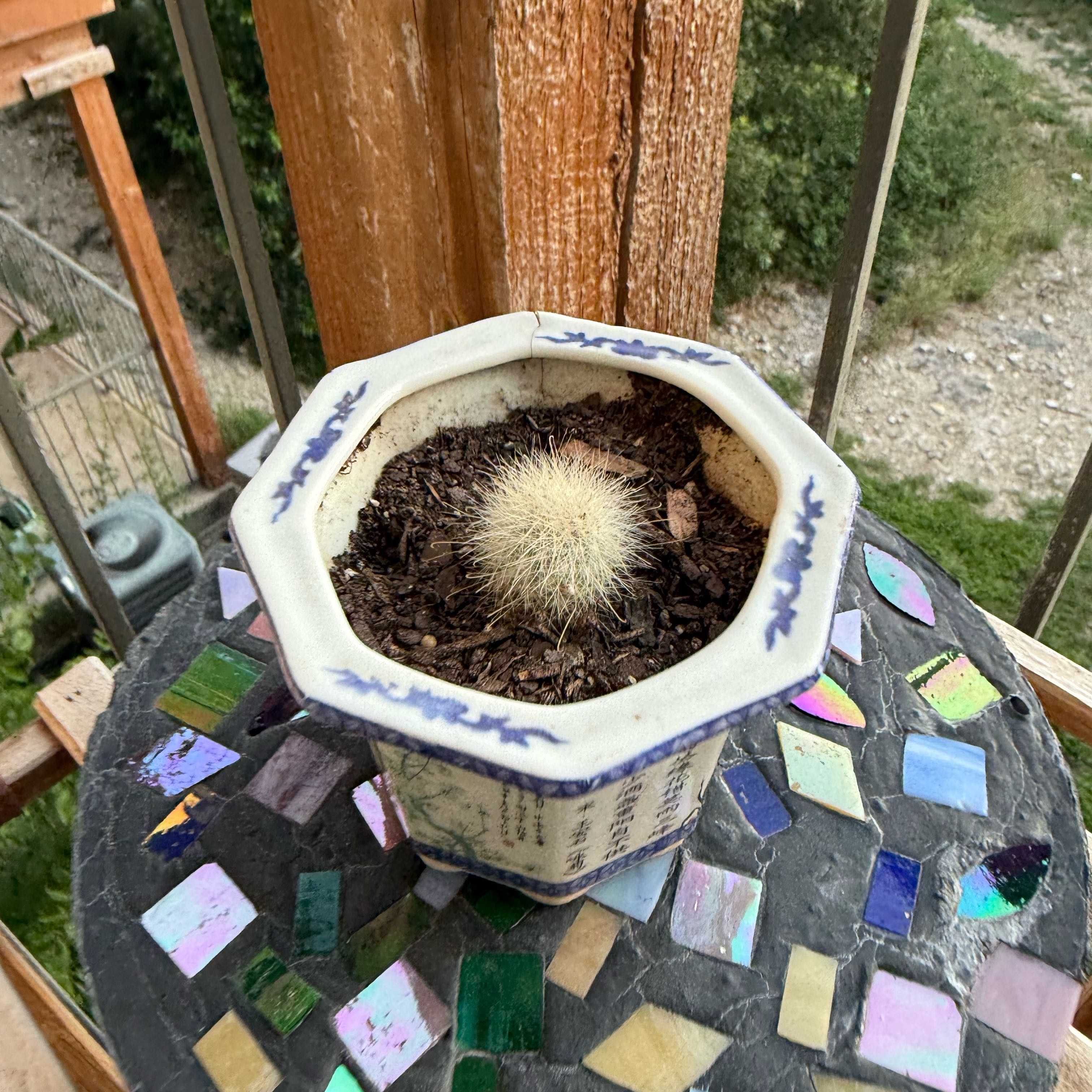 Photo of the plant species Mammillaria senilis by @LovablyLime69 named Shakira on Greg, the plant care app