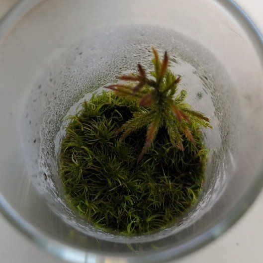 Photo of the plant species Tree Climacium Moss by @DaringMiro94 named Hamilton on Greg, the plant care app