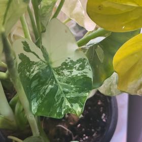 Photo of the plant species Alocasia Dawn Variegated by @AceDuranta82 named Magnus on Greg, the plant care app