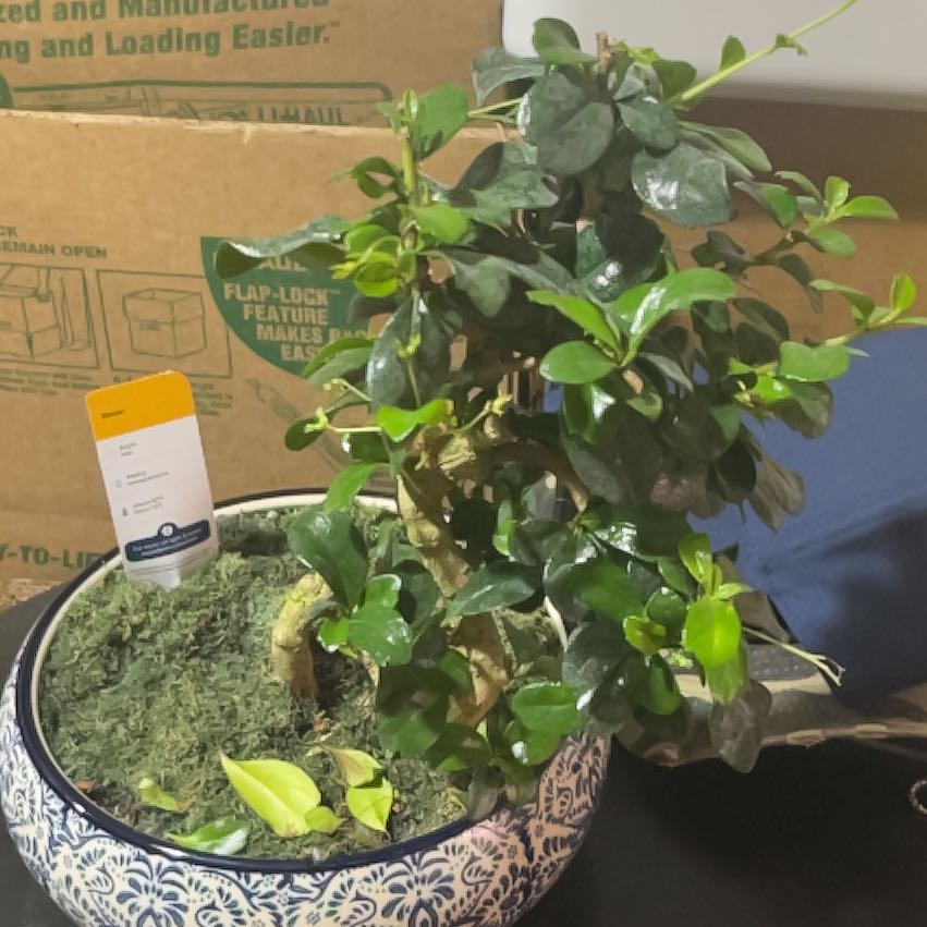 Photo of the plant species Bonsai by @AceDuranta82 named Bruce Leaf on Greg, the plant care app