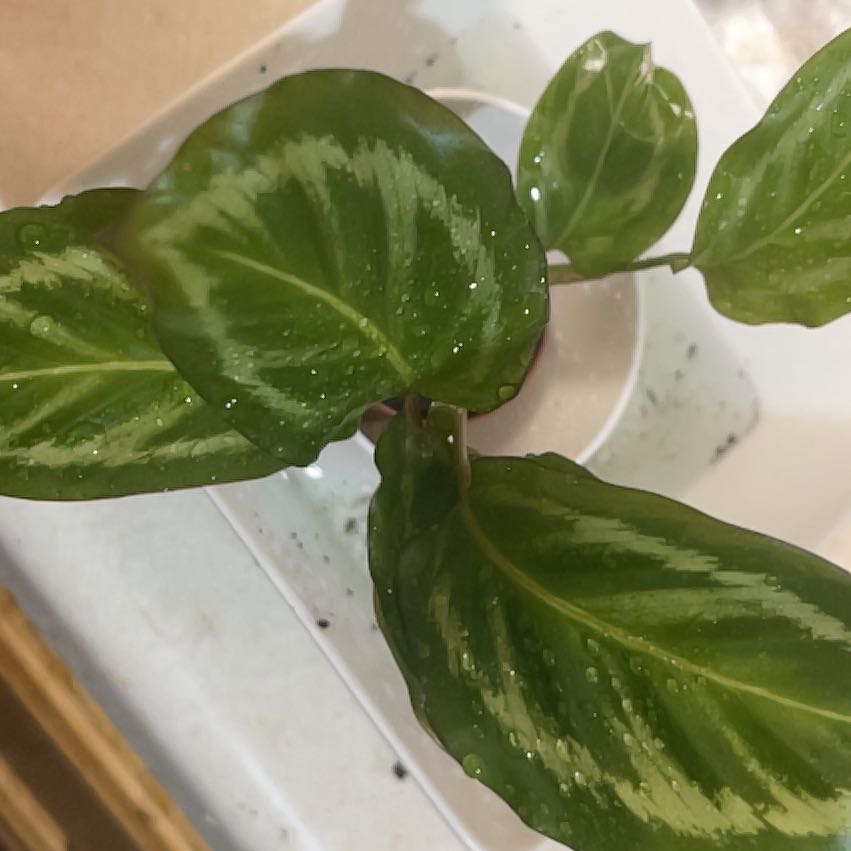 Photo of the plant species Calathea Bicajoux® 'Cobra Pink' by @AceDuranta82 named Sahara on Greg, the plant care app