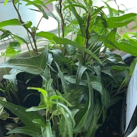 Photo of the plant species Spearpoint Ivy by @SharpWaiuatua11 named Harry on Greg, the plant care app
