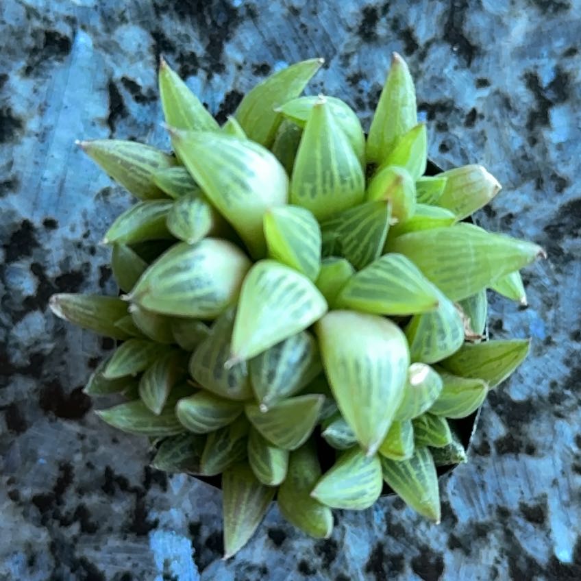 Photo of the plant species Variegated Haworthia retusa by @PetOkra81 named Sherlock on Greg, the plant care app