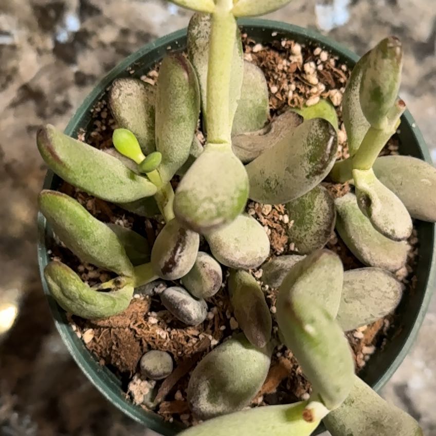 Photo of the plant species Pig's Ear by @PetOkra81 named Girlfrond on Greg, the plant care app