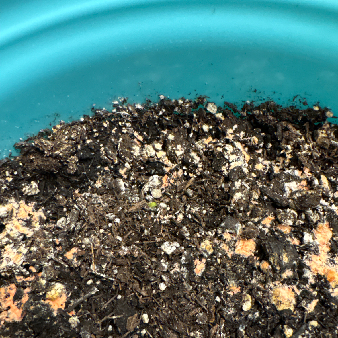 Plant care for Blue Candle on Greg, the plant care app