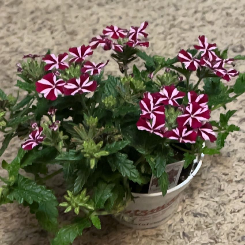 Photo of the plant species Verbena 'Voodoo Burgundy Star' by @RedHead0411 named Voodoo on Greg, the plant care app