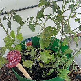 Photo of the plant species Tomato 'Better Boy Plus' by @RedHead0411 named Better boy on Greg, the plant care app