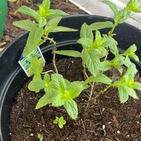 Photo of the plant species Mint 'Julep' by @RedHead0411 named Mint on Greg, the plant care app