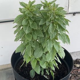 Photo of the plant species Pesto Perpetuo Basil by @RedHead0411 named Basil on Greg, the plant care app