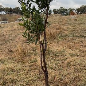 Photo of the plant species Blackwood by @SelectPhalsa74 named Captain Plant-it on Greg, the plant care app
