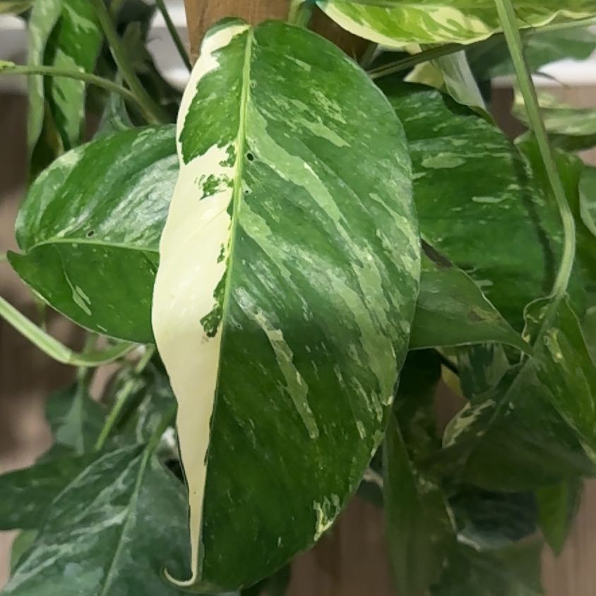 Photo of the plant species Epi Albo by @FavoriteIcarus7 named Huckleberry Fern on Greg, the plant care app