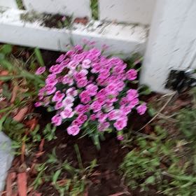 Photo of the plant species Dianthus 'Pink Kisses' by @CrucialSeamango named Elle on Greg, the plant care app