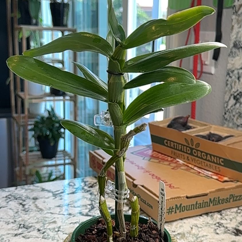 Photo of the plant species Dendrobium 'Spring Dream Apollon' by @FacileShyleaf80 named Apollo on Greg, the plant care app