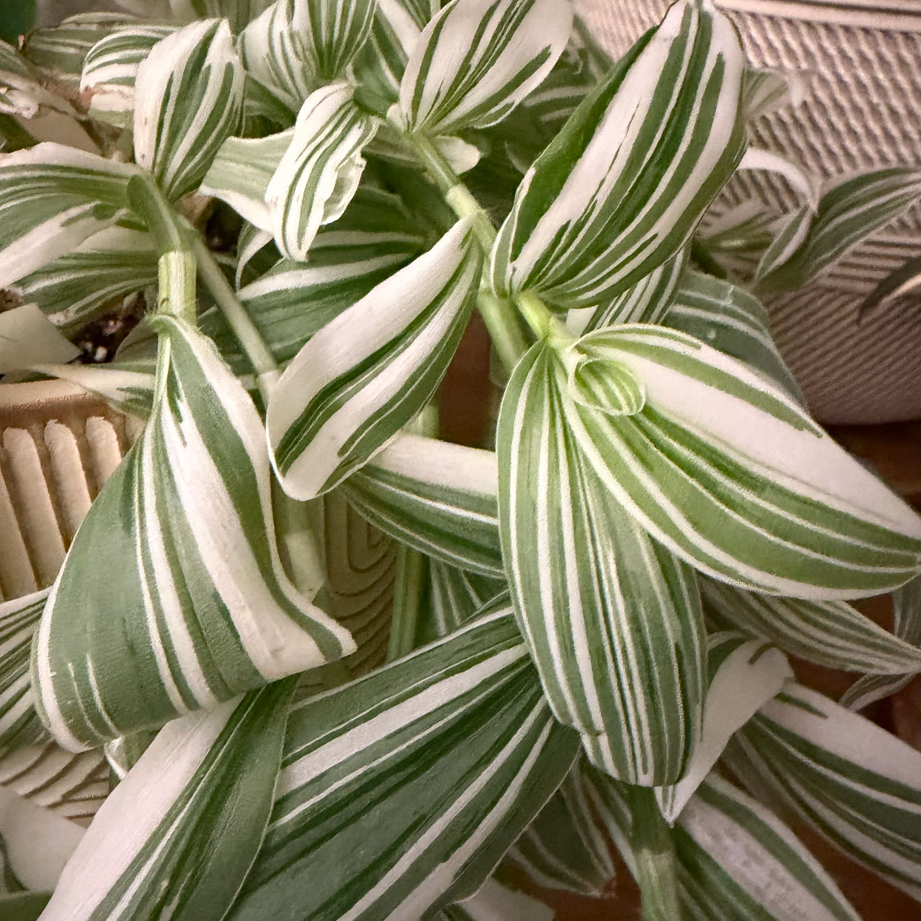 ブセファランドラ white Pipto Variegata ブセファランドラ white Pipto Variegata Bucephalandra sp. Pipto