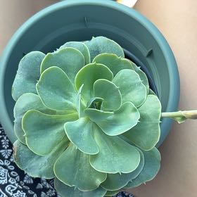 Photo of the plant species Echeveria 'Love's Light' by @AceSeamango22 named Curie on Greg, the plant care app
