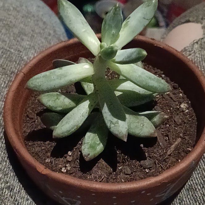 Photo of the plant species Dudleya Greenei by @GleamingFern35 named Mr. Greene🍃🌵 on Greg, the plant care app