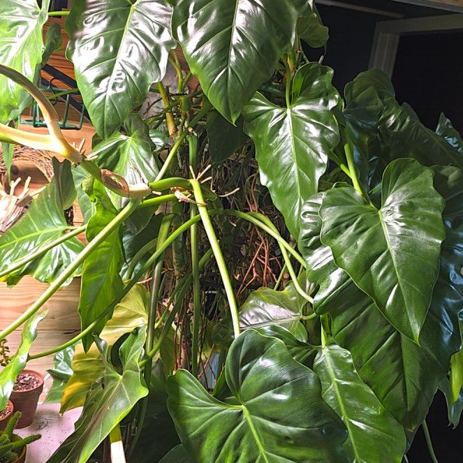 Photo of the plant species Philodendron subincisum by @SicKNicK named Schott on Greg, the plant care app