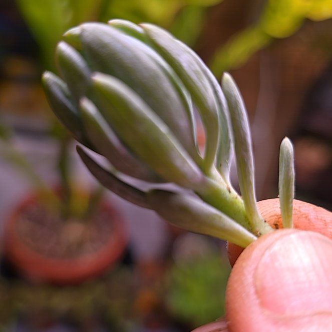 Photo of the plant species blue chalk stick or blue chalk fingers by @SicKNicK named Elina on Greg, the plant care app