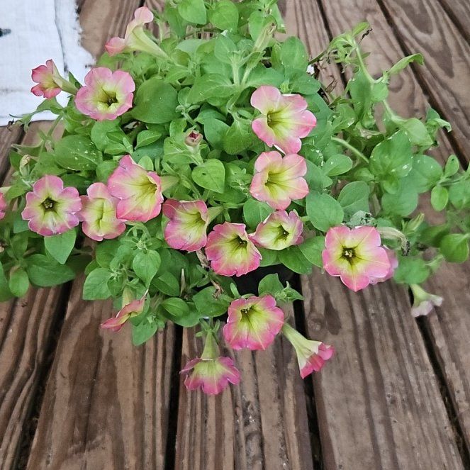 Photo of the plant species Surfinia Petunia by @BestKalopanax41 named Bigleef Smalls on Greg, the plant care app