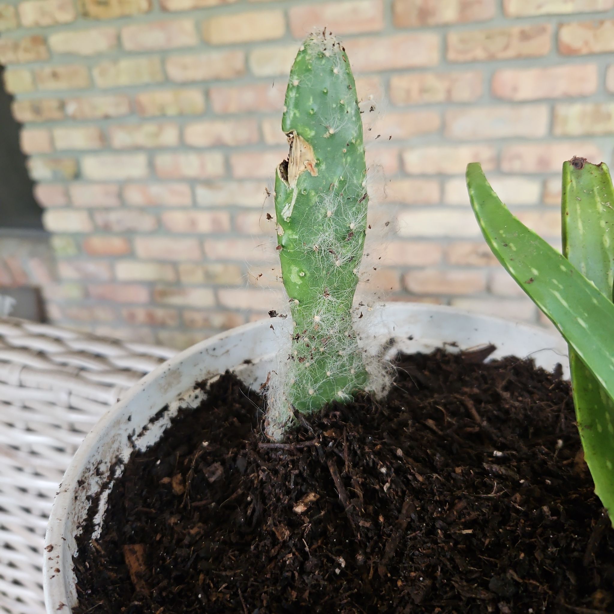 Photo of the plant species Snow Bear Prickly Pear by @BestKalopanax41 named Bodhi on Greg, the plant care app