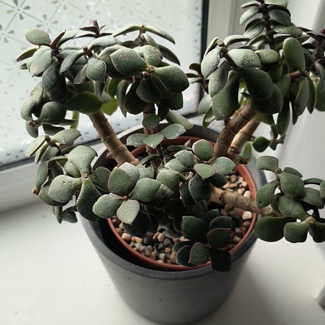 Photo of the plant species Dwarf Jade Plant 'Minima Lilliput' by @IdealHardhead32 named Beyonce on Greg, the plant care app