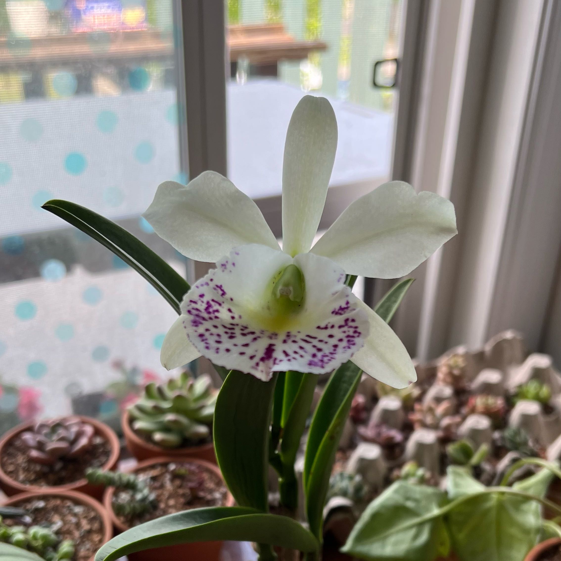 Photo of the plant species Cattleya Orchid by @CelestialChia16 named Athena on Greg, the plant care app