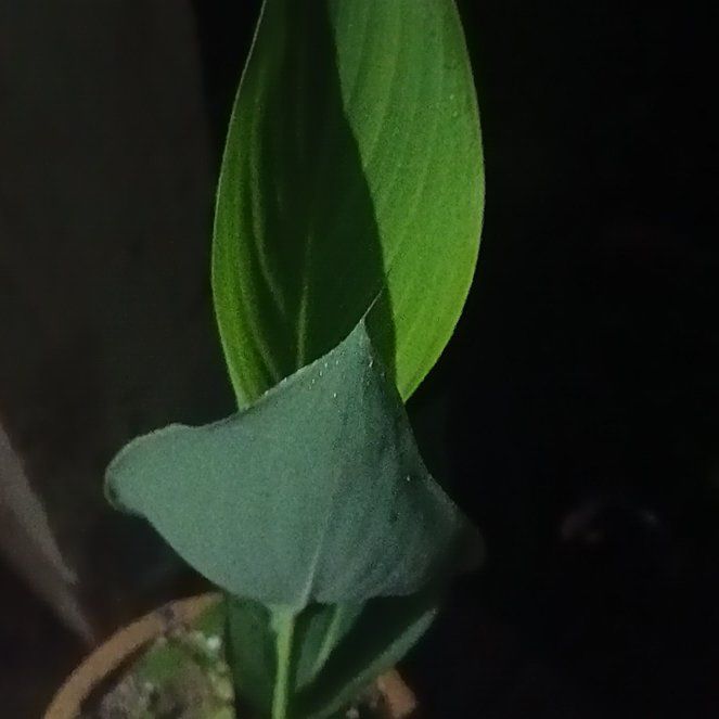 Photo of the plant species Pickerelweed by @SavoryComet named Curie on Greg, the plant care app