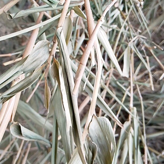 Photo of the plant species Common Oat by @PureRedclaws54 named LiloStitch on Greg, the plant care app