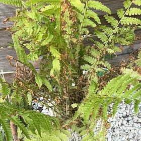 Photo of the plant species Cinnamon Fern by @TastyLuscious95 named Bodhi on Greg, the plant care app