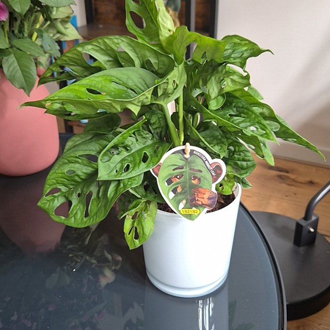 Photo of the plant species Monstera monkey leaf by @StatelyKiekie91 named Monkey on Greg, the plant care app