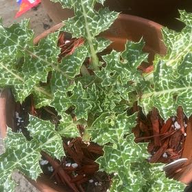 Photo of the plant species Blessed Milk Thistle by @GrandeeShallot named Kobe on Greg, the plant care app