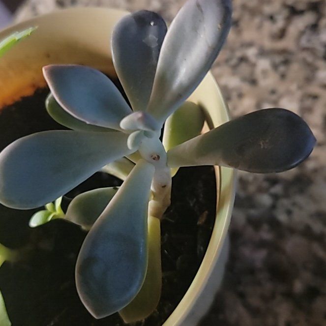 Photo of the plant species Pachyphytum 'Bubbles' by @FunPalqui78 named Osmo on Greg, the plant care app