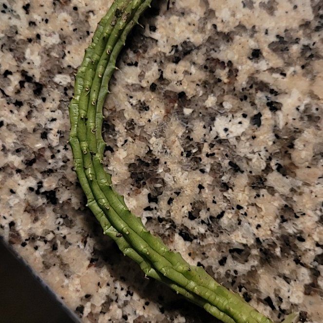Photo of the plant species Nightblooming Cereus by @FunPalqui78 named Zeus on Greg, the plant care app