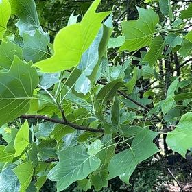 Photo of the plant species Tulip Poplar by @ManlyDatepalm84 named Robert Plant on Greg, the plant care app