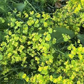 Photo of the plant species Cypress Spurge by @ManlyDatepalm84 named Tree Diddy on Greg, the plant care app