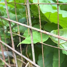 Photo of the plant species Cigar Tree by @ManlyDatepalm84 named Athena on Greg, the plant care app