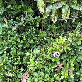 Photo of the plant species Japanese Spurge by @ManlyDatepalm84 named Willow on Greg, the plant care app