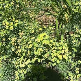 Photo of the plant species Cypress Spurge by @ManlyDatepalm84 named Sage on Greg, the plant care app