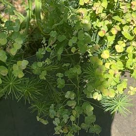 Photo of the plant species Cypress Spurge by @ManlyDatepalm84 named Emerson on Greg, the plant care app