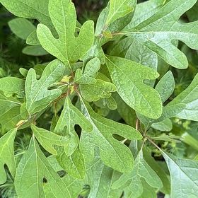 Photo of the plant species Common Sassafras by @ManlyDatepalm84 named Walt on Greg, the plant care app