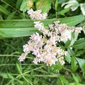 Photo of the plant species Queen of the Prairie by @ManlyDatepalm84 named Messi on Greg, the plant care app