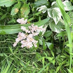 Photo of the plant species Queen of the Prairie by @ManlyDatepalm84 named Lebron on Greg, the plant care app