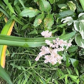 Photo of the plant species Queen of the Prairie by @ManlyDatepalm84 named Wall-E on Greg, the plant care app
