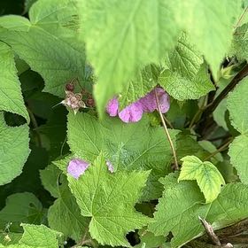 Photo of the plant species Purple-Flowered Raspberry by @ManlyDatepalm84 named da Vinci on Greg, the plant care app