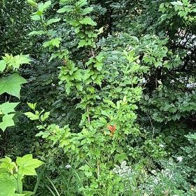 Photo of the plant species Korean Rose by @ManlyDatepalm84 named Bieber on Greg, the plant care app