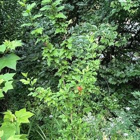 Photo of the plant species Korean Rose by @ManlyDatepalm84 named Bella on Greg, the plant care app