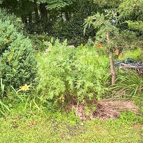 Photo of the plant species Royal Fern by @ManlyDatepalm84 named Leaf Erickson on Greg, the plant care app