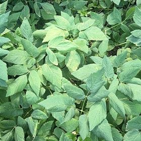 Photo of the plant species Wild Bergamot by @ManlyDatepalm84 named Plato on Greg, the plant care app